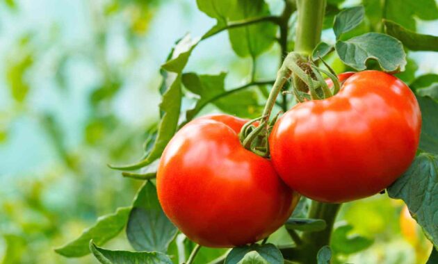 Tomato price hike: 5 Indian recipes without tomato