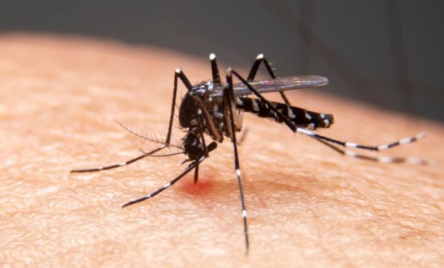 5 differences between malaria and dengue