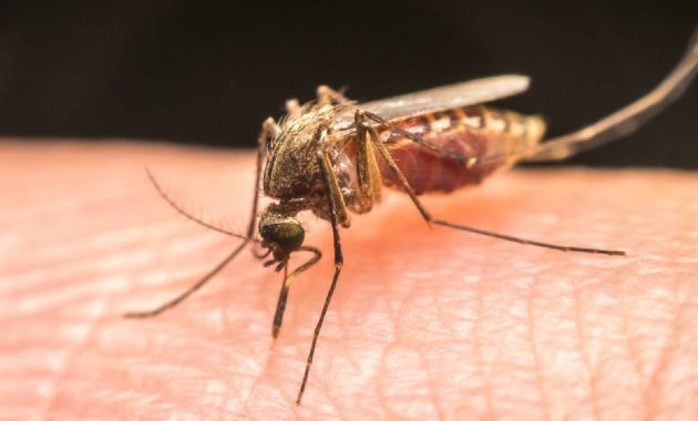 How to prevent malaria: Tips to stay safe in monsoon