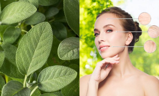 Sage for skin: 7 ways to reduce ageing signs