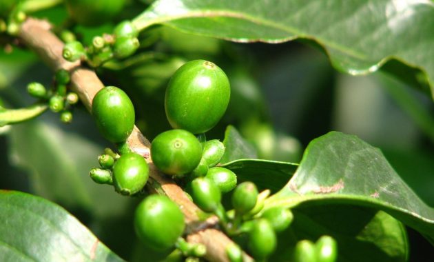 Green coffee for weight loss: Benefits and how to make it at home