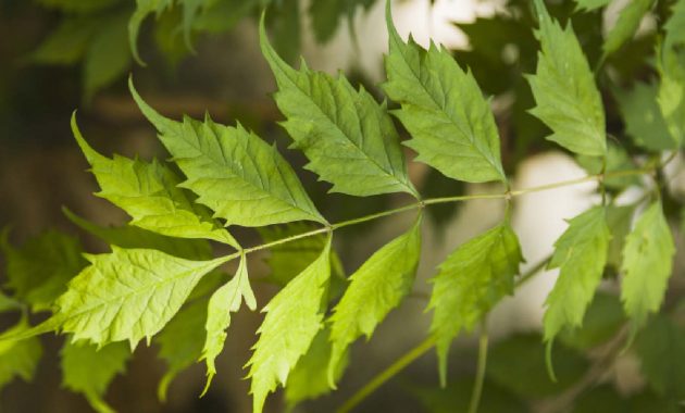 6 ways to use neem for dengue