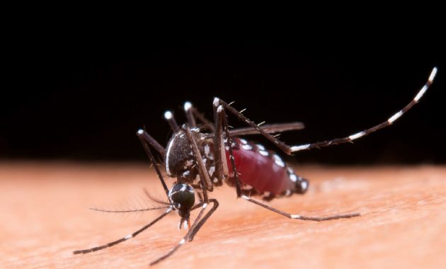 Second-time dengue: Know why it is deadly