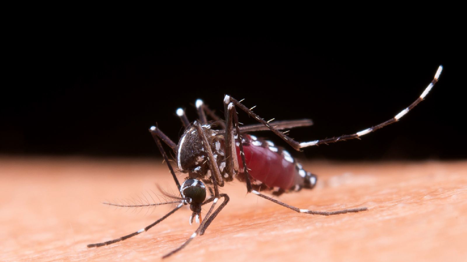 Second-time dengue: Know why it is deadly